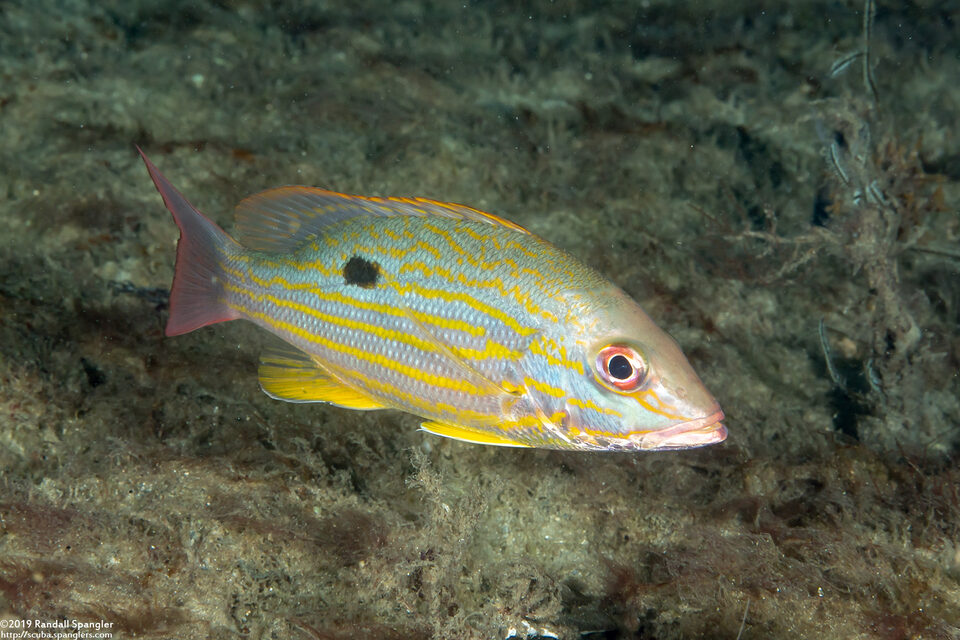 Lutjanus synagris (Lane Snapper)