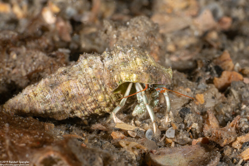 Clibanarius tricolor (Tricolor Hermit Crab)