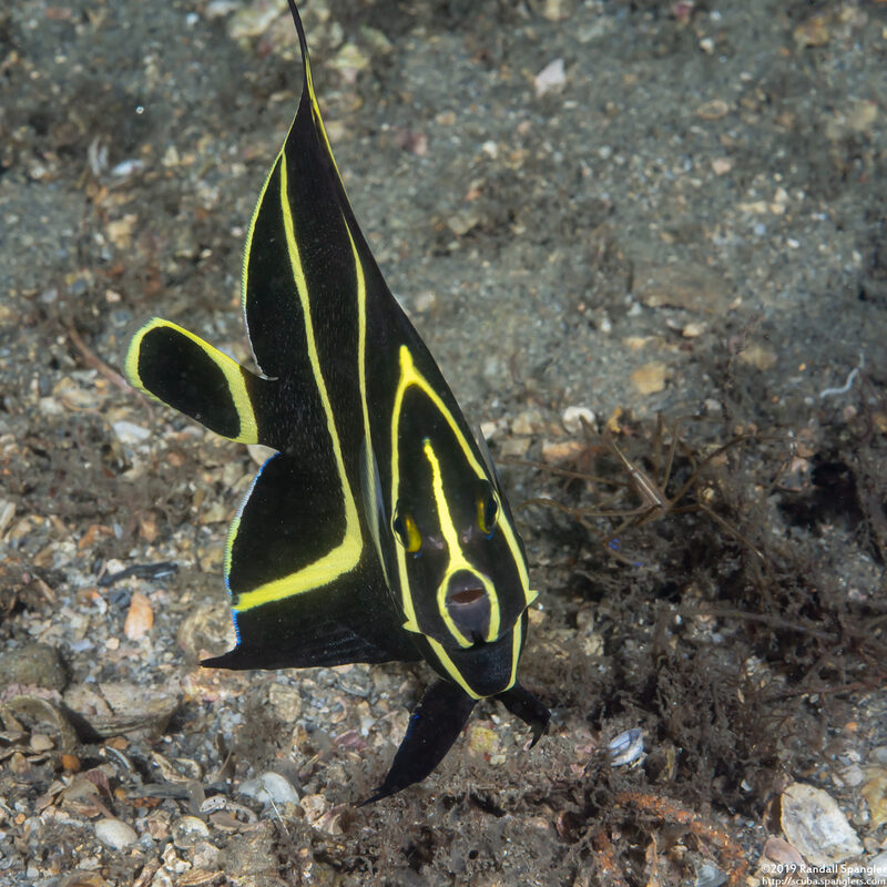Pomacanthus paru (French Angelfish)