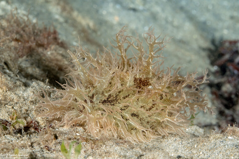 Bursatella leachii (Ragged Seahare)