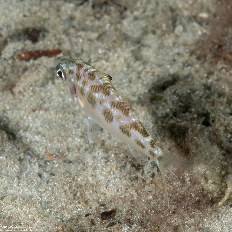 Ulaema lefroyi (Mottled Mojarra)