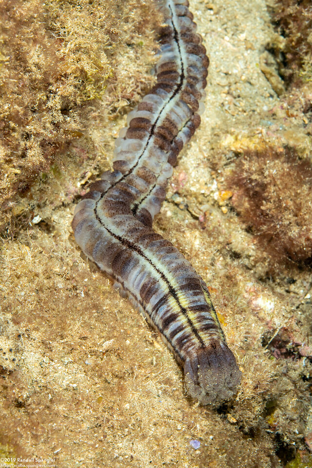 Euapta godeffroyi (Lion's Paw Sea Cucumber)