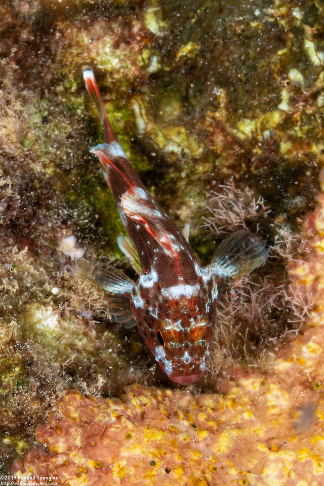 Sebastapistes coniorta (Speckled Scorpionfish)