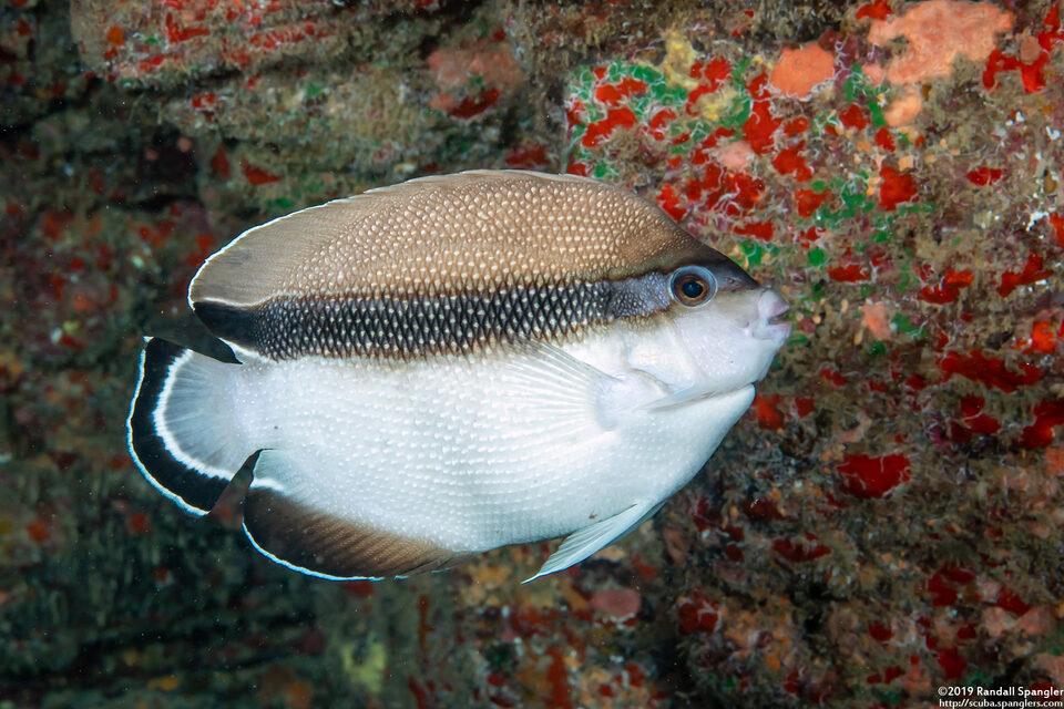 Apolemichthys arcuatus (Bandit Angelfish)