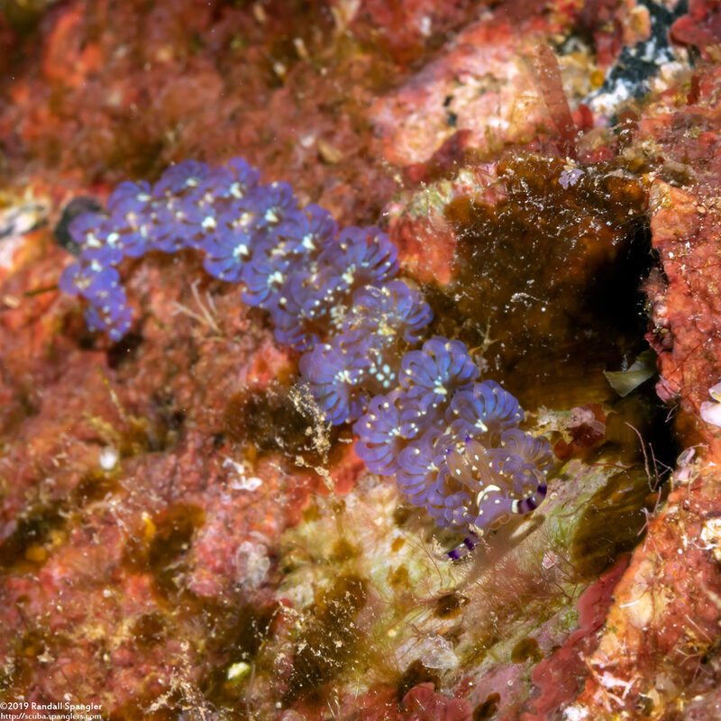 Pteraeolidia semperi (Blue Dragon Nudibranch)