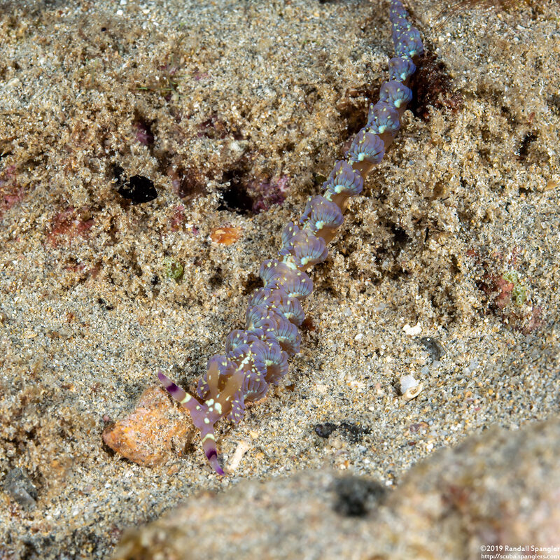 Pteraeolidia semperi (Blue Dragon Nudibranch)