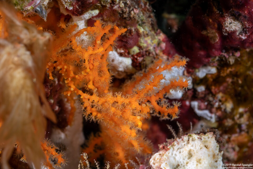Melithaea bicolor (Bicolor Gorgonian)
