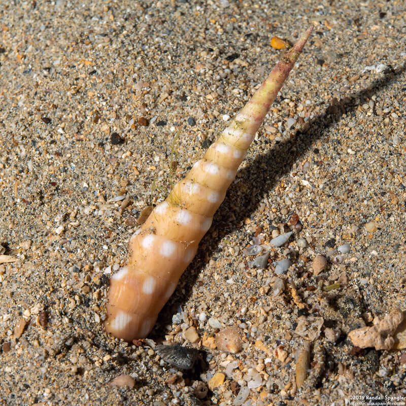 Terebra guttata (White-Spotted Auger)
