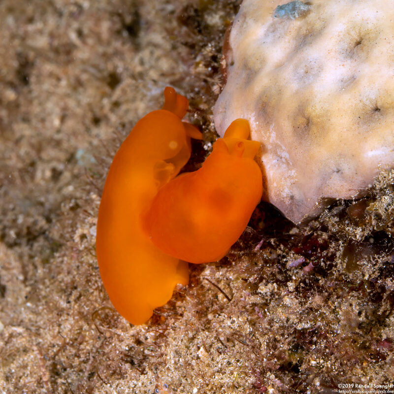 Berthellina delicata (Orange Gumdrop)