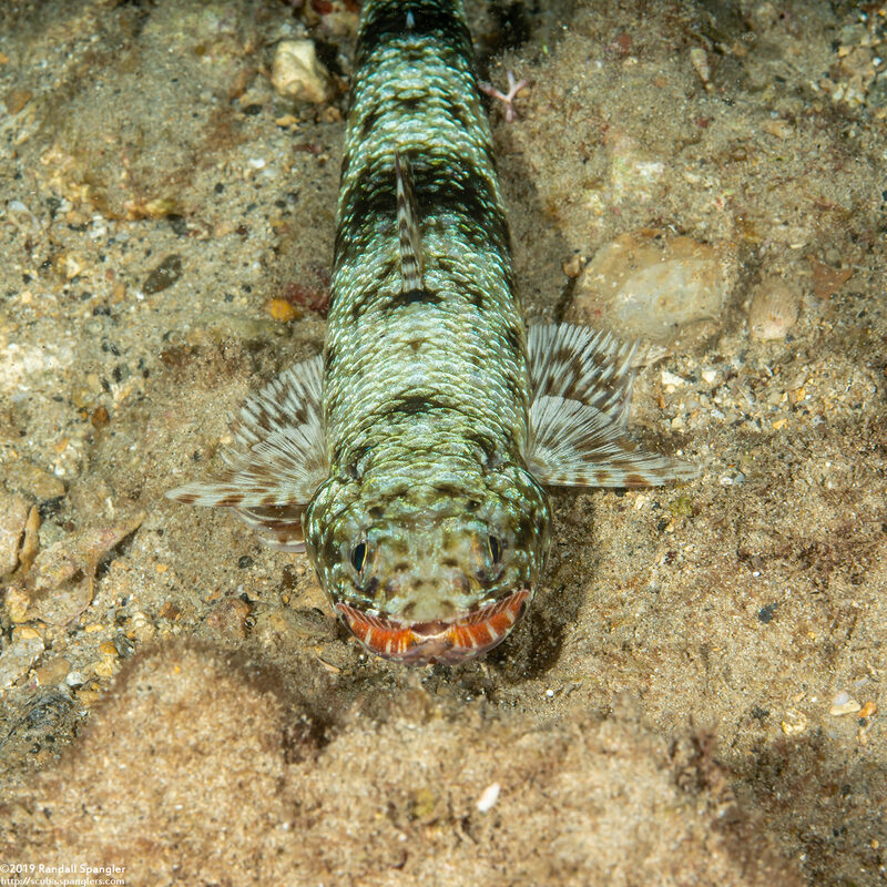 Saurida flamma (Orangemouth Lizardfish)