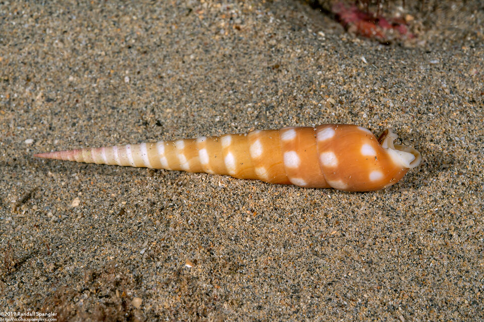 Terebra guttata (White-Spotted Auger)