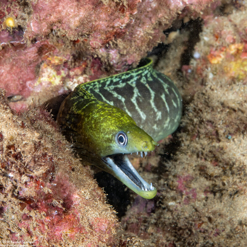 Gymnothorax undulatus (Undulated Moray)