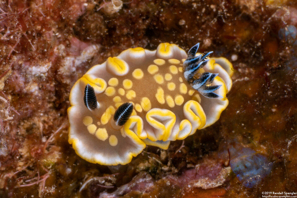 Ardeadoris tomsmithi (Tom Smith's Nudibranch)