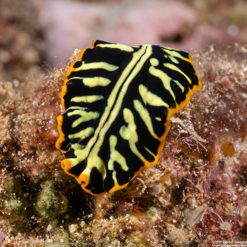 Pseudoceros dimidiatus (Divided Flatworm)