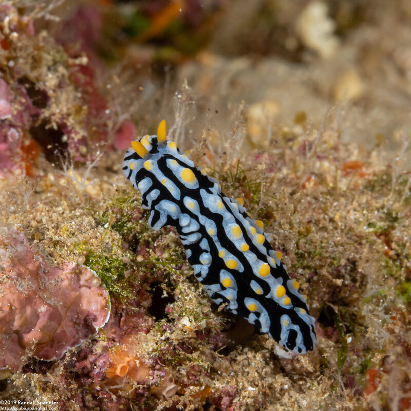 Phyllidia varicosa (Varicose Phyllidia)