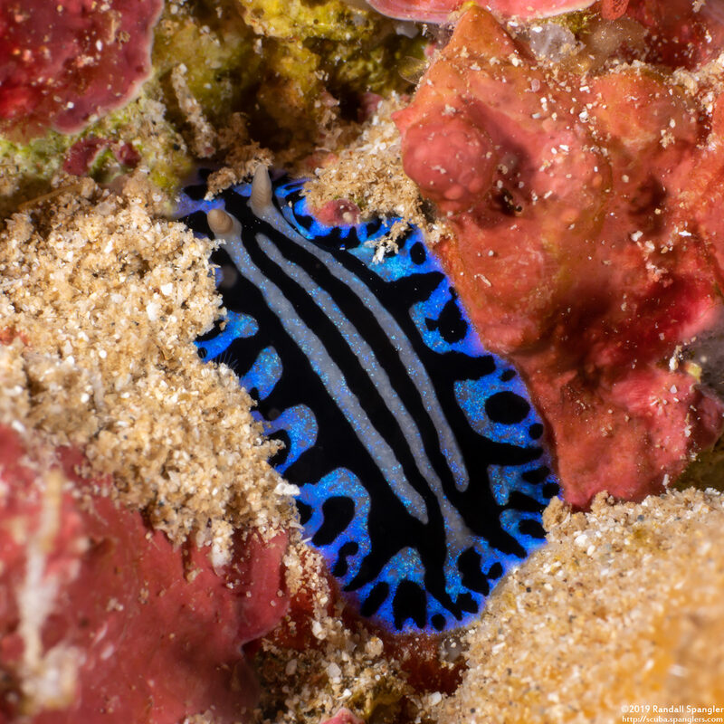 Phyllidiopsis sphingis (Sphinx Phyllidia)