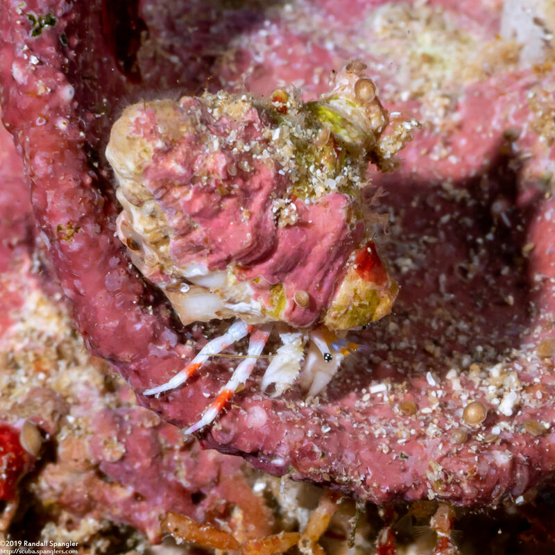 Calcinus laurentae (Laurent's Hermit Crab)