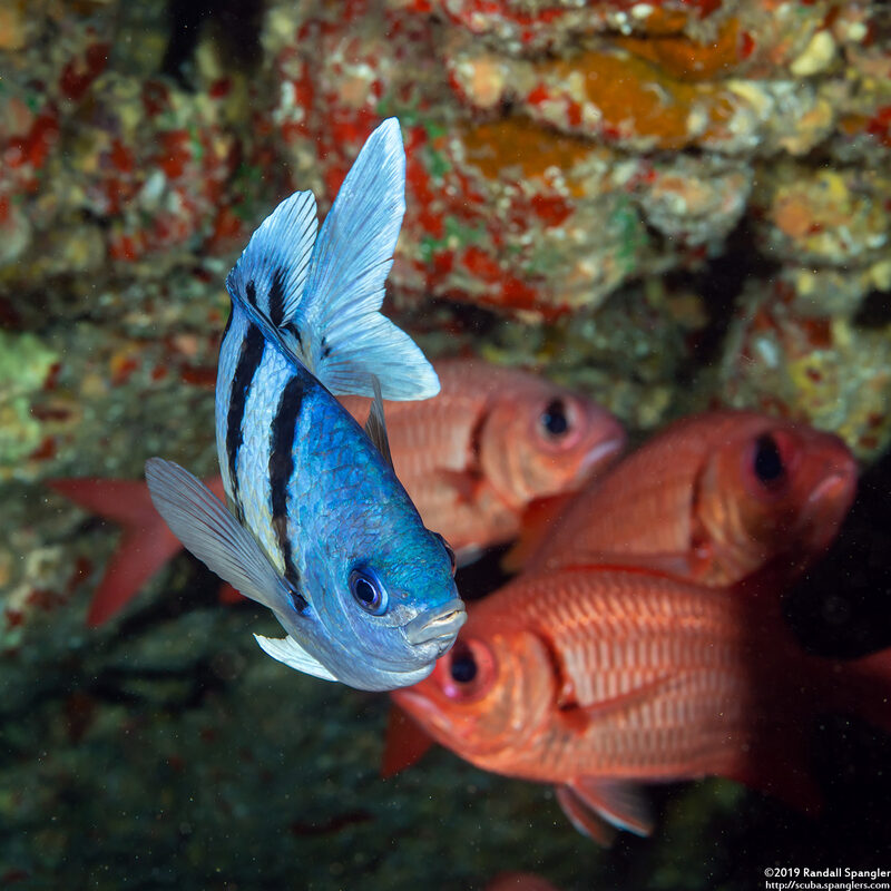 Abudefduf abdominalis (Hawaiian Sergeant)