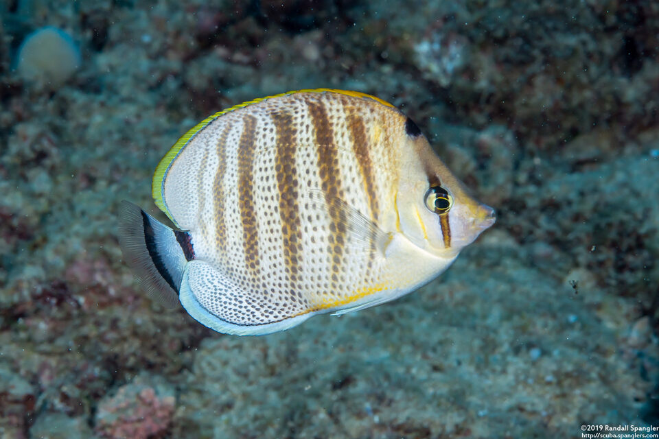 Chaetodon multicinctus (Multiband Butterflyfish)