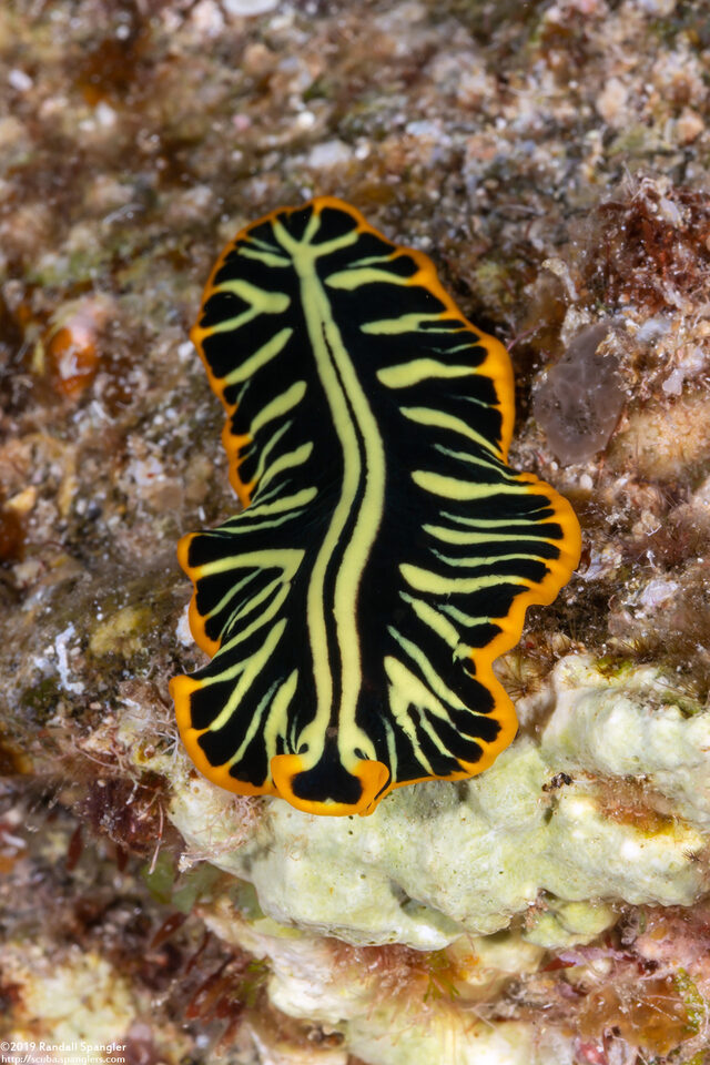 Pseudoceros dimidiatus (Divided Flatworm)