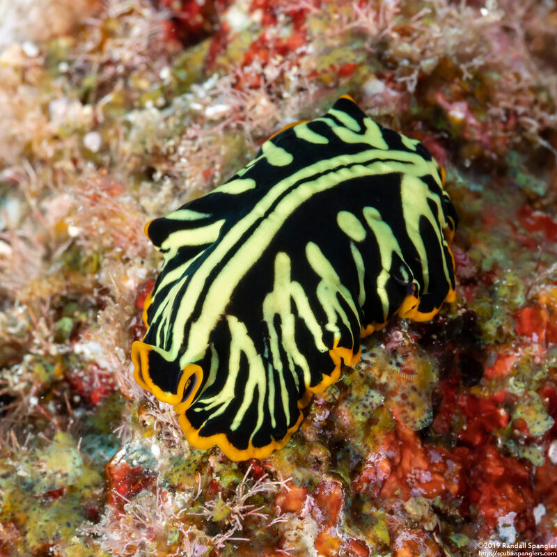 Pseudoceros dimidiatus (Divided Flatworm)