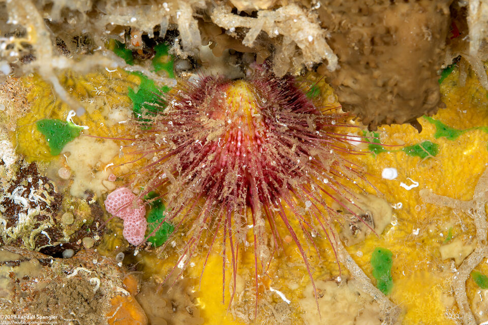 Spondylus gloriosus (Glorious Spiny Oyster)