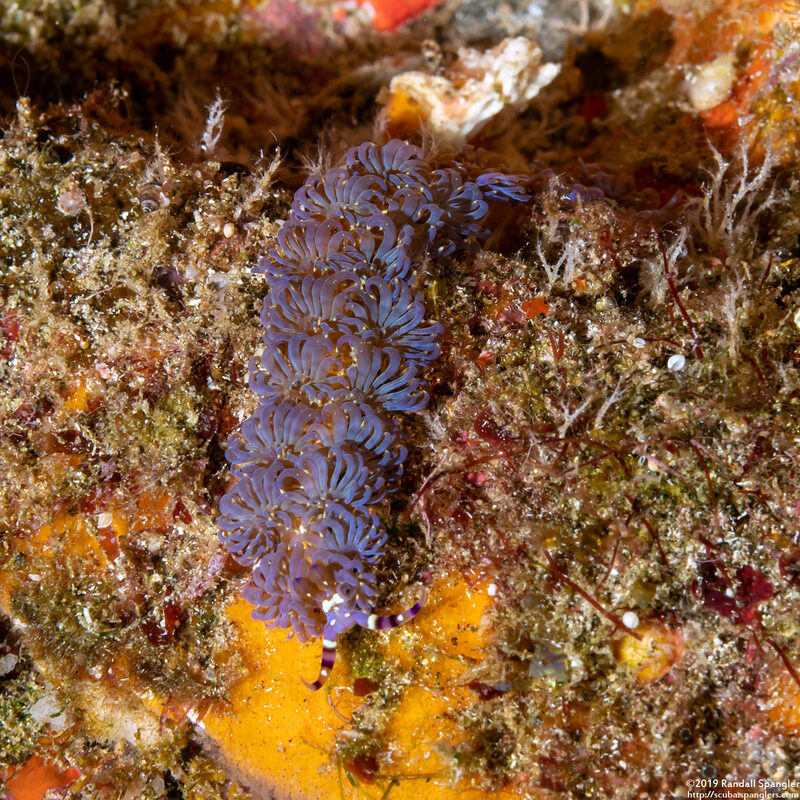 Pteraeolidia semperi (Blue Dragon Nudibranch)