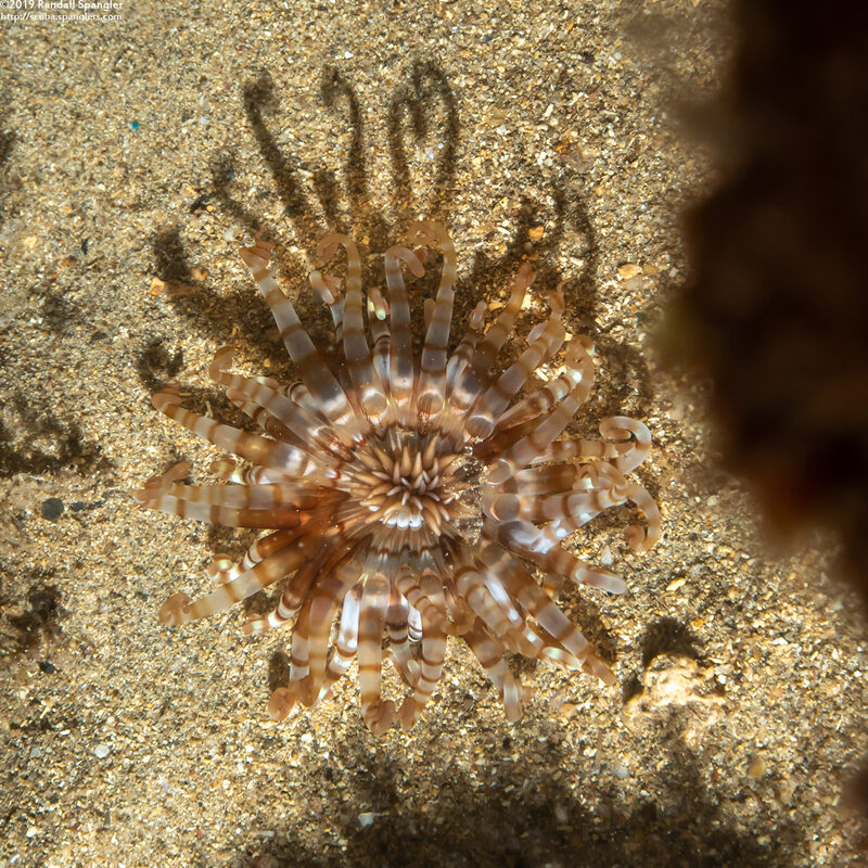 Isarachnanthus bandanensis (Ghost Tube Anemone)
