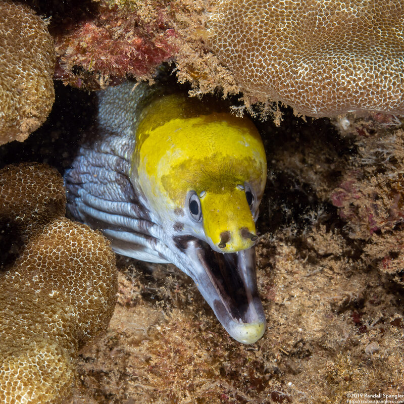 Gymnothorax rueppelliae (Yellowhead Moray)