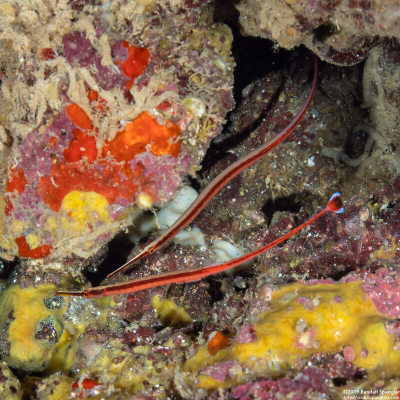 Dunckerocampus baldwini (Redstripe Pipefish)