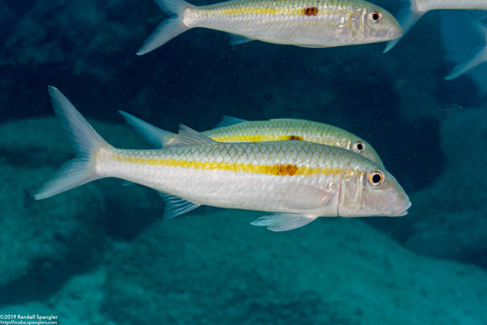 Mulloidichthys flavolineatus (Yellowstripe Goatfish)