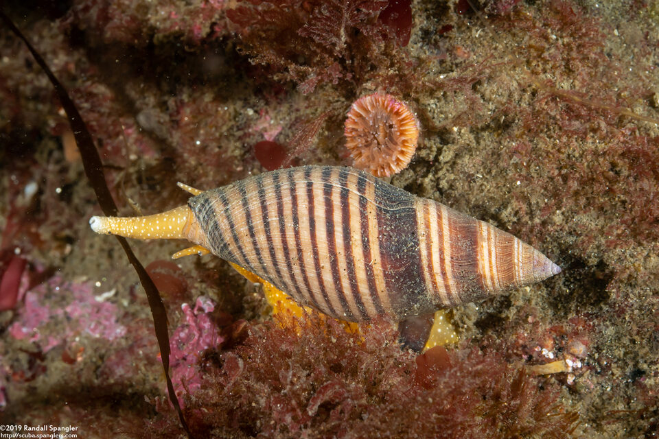 Megasurcula stearnsiana (Stearns' Turrid)