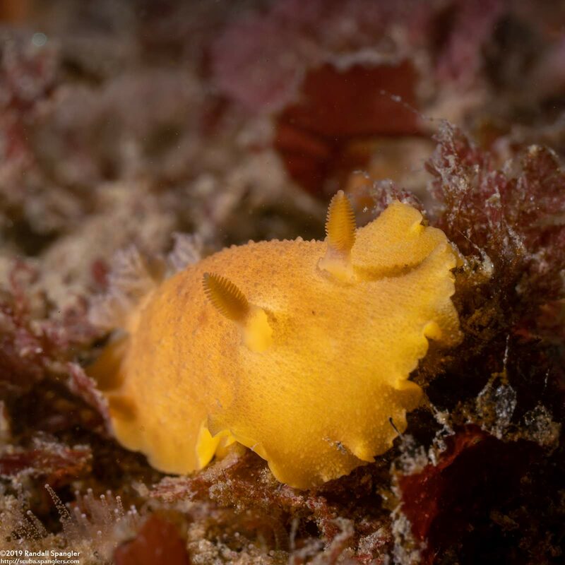 Geitodoris heathi (Heath's Dorid)