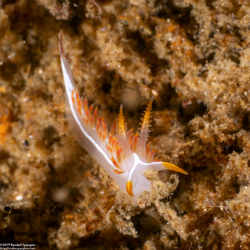 Coryphella trilineata (Three-Lined Aeolid)