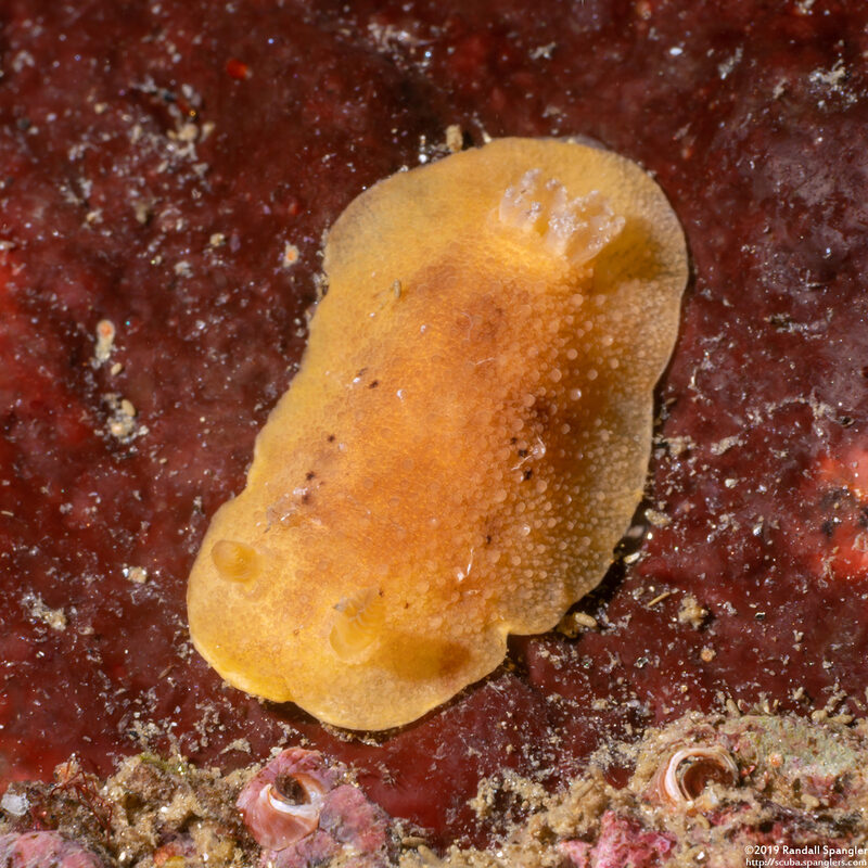 Geitodoris heathi (Heath's Dorid)