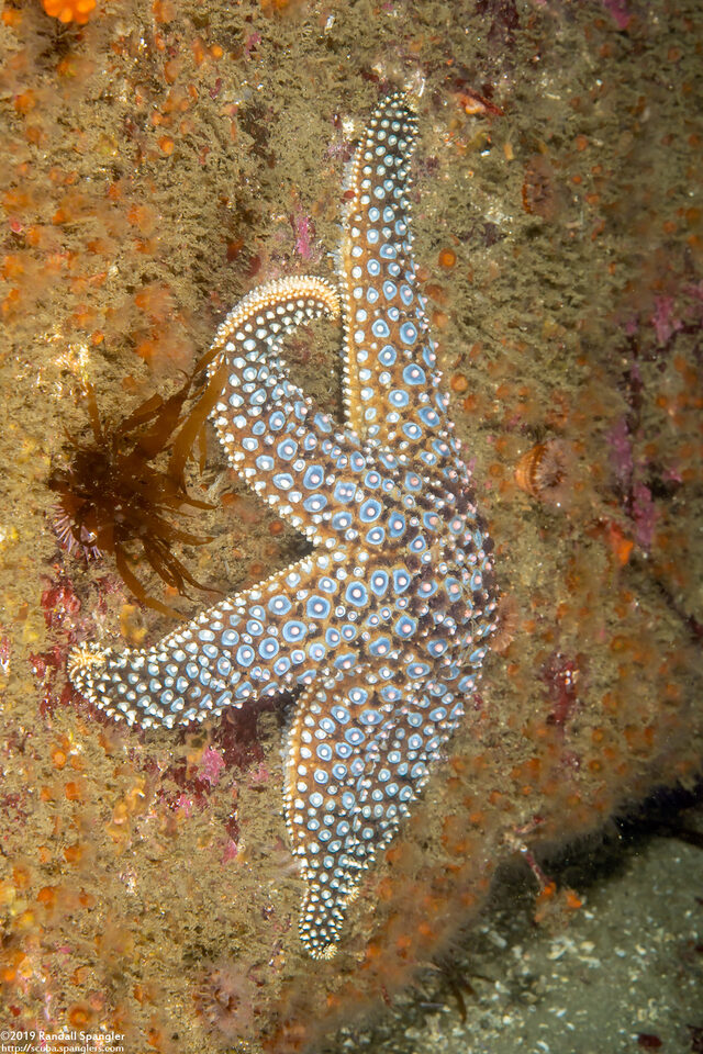 Pisaster giganteus (Giant Spined Star)