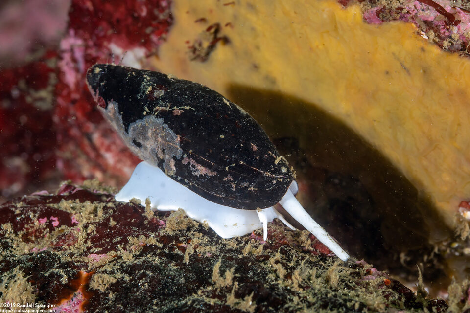 Atrimitra idae (Ida's Miter)