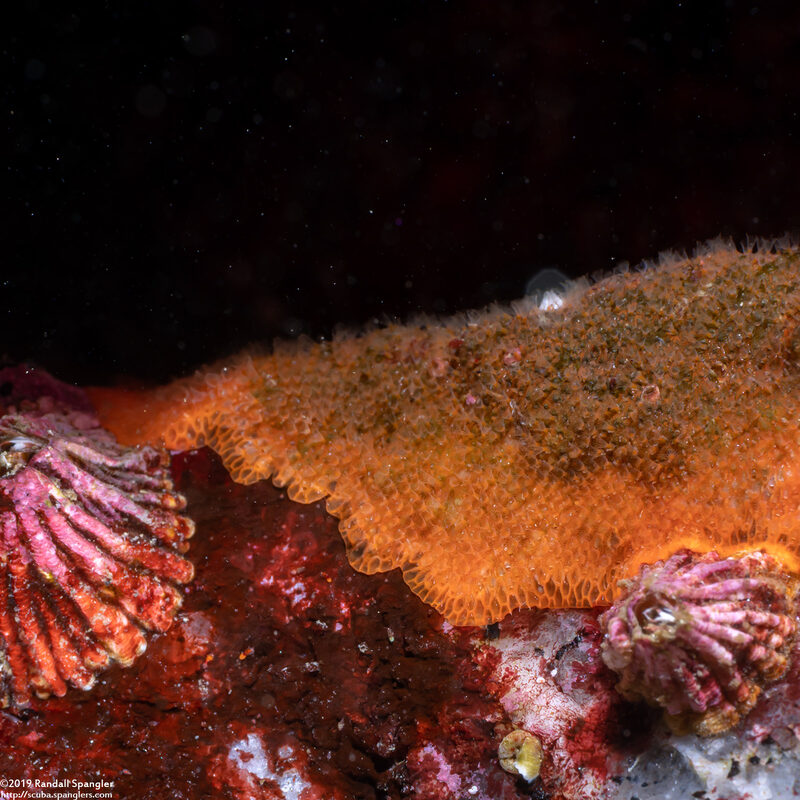 Celleporaria fusca (Celleporaria Fusca)
