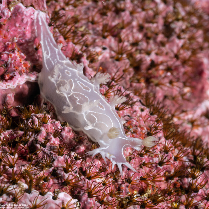 Tritonia festiva (Diamondback Tritonia)