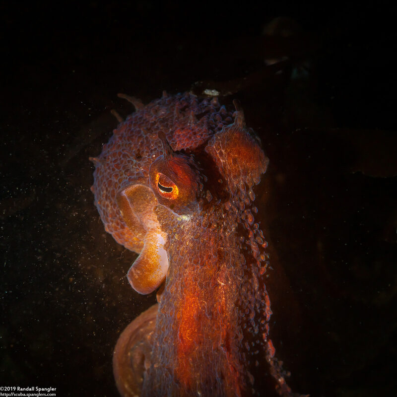 Octopus rubescens (Red Octopus)