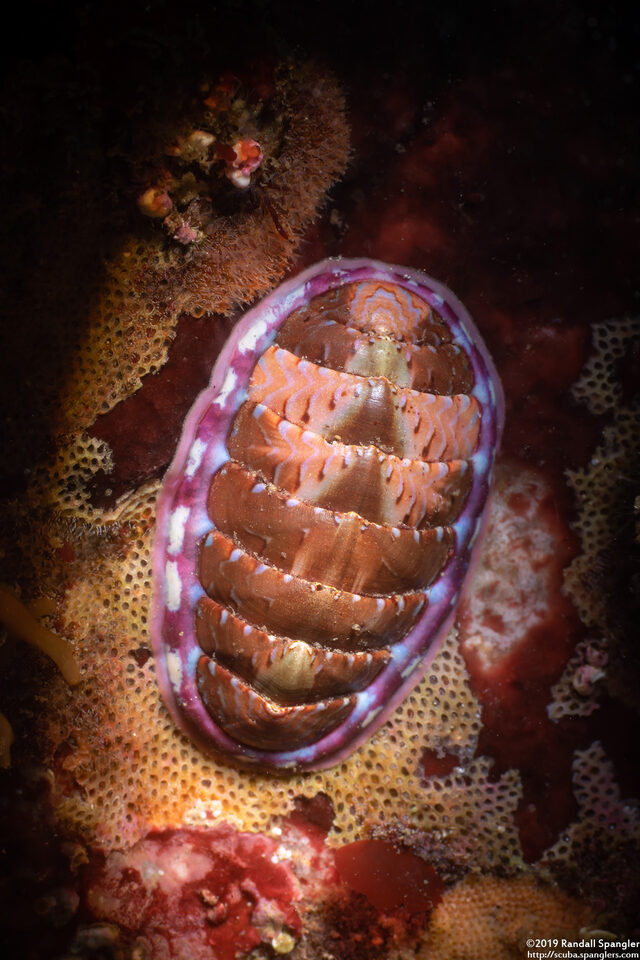 Tonicella lineata (Blue Lined Chiton)