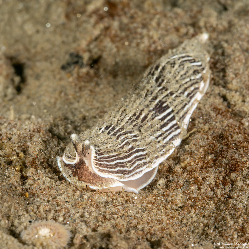 Armina californica (California Armina)