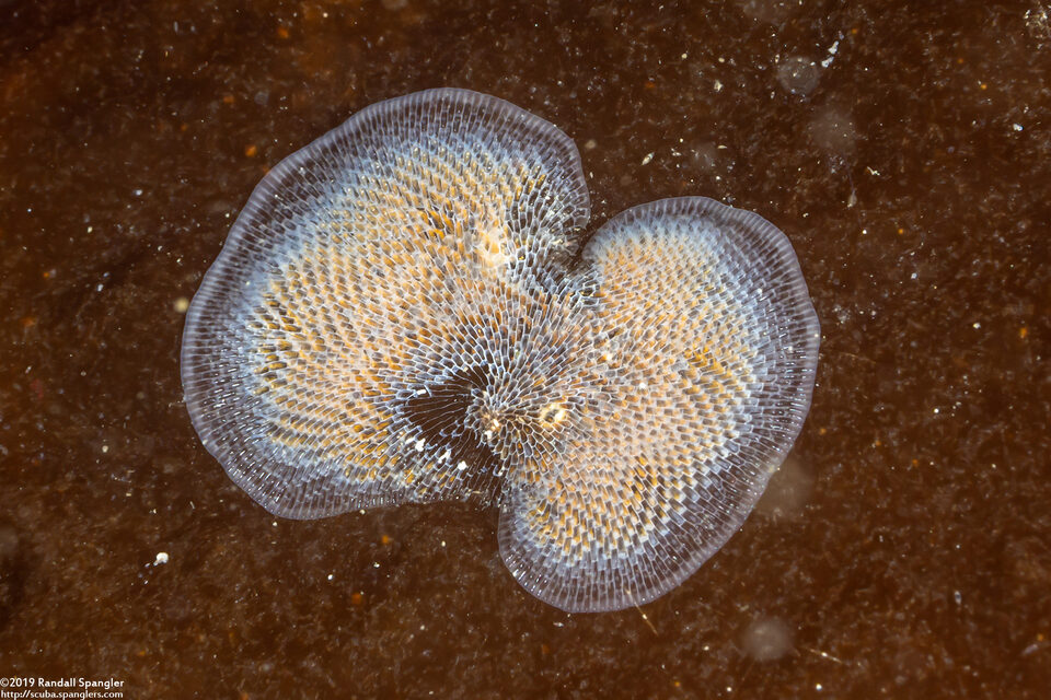 Membranipora villosa (Kelp-Encrusting Bryozoan)