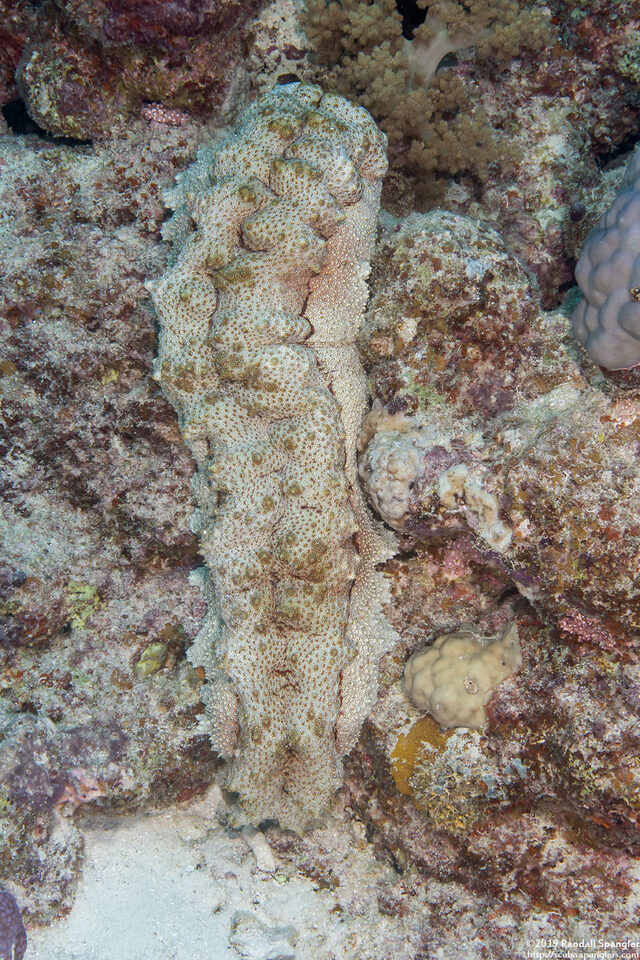 Thelenota anax (Amberfish Sea Cucumber)