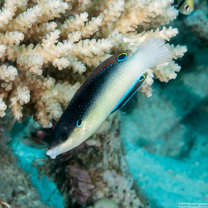 Anampses neoguinaicus (New Guinea Wrasse)