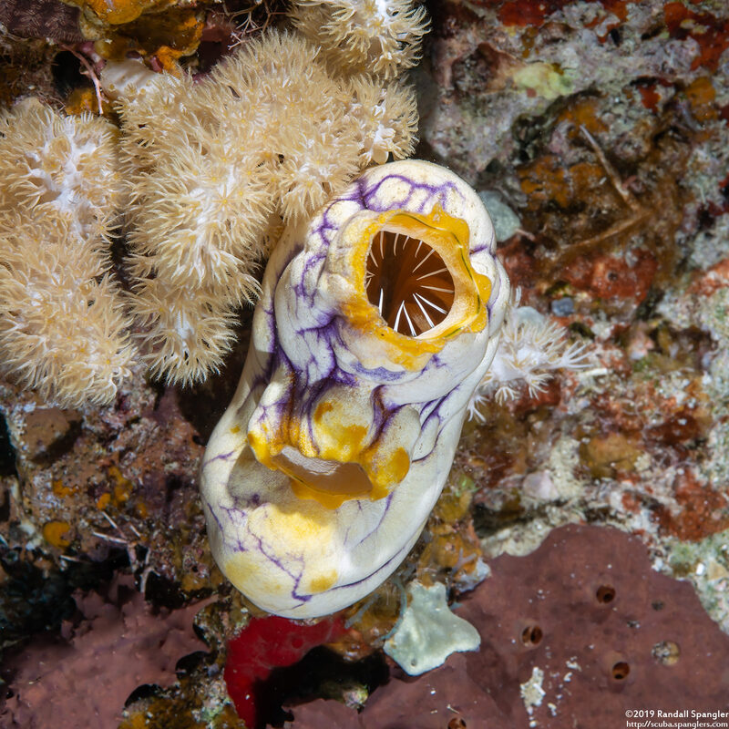 Polycarpa aurata (Ink-Spot Sea Squirt)
