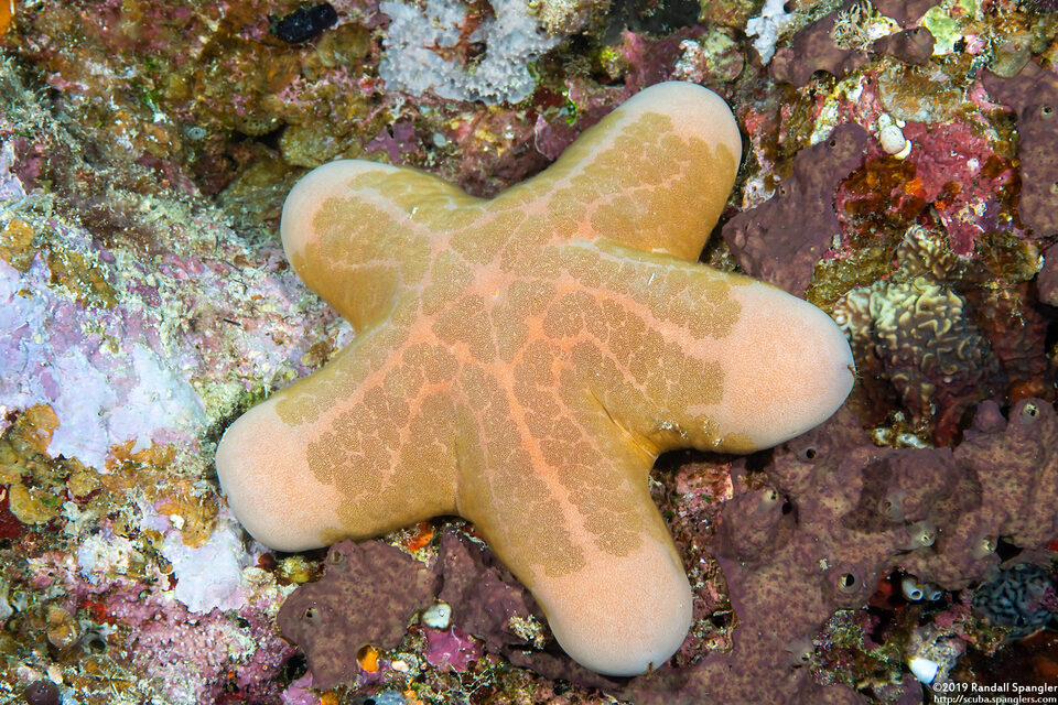 Choriaster granulatus (Granular Sea Star)
