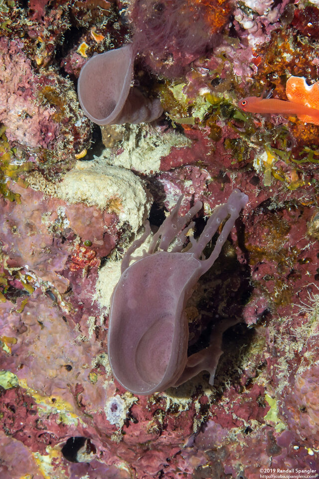 Ianthella basta (Elephant Ear Sponge)