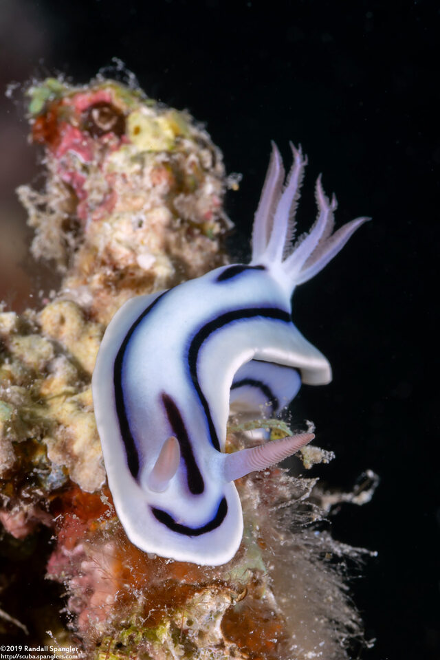 Chromodoris lochi (Loch's Chromodoris)