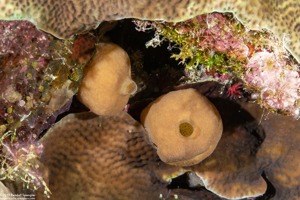 Leucetta sp.2 (Leucetta sp.2)